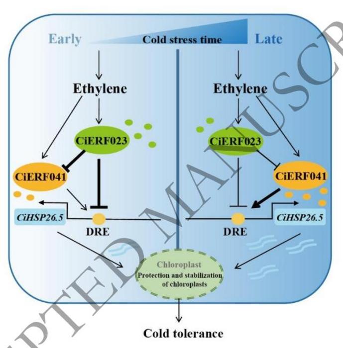A proposed working model for regulation of CiHSP26.5 by ERFs under cold stress in Ichang papeda.