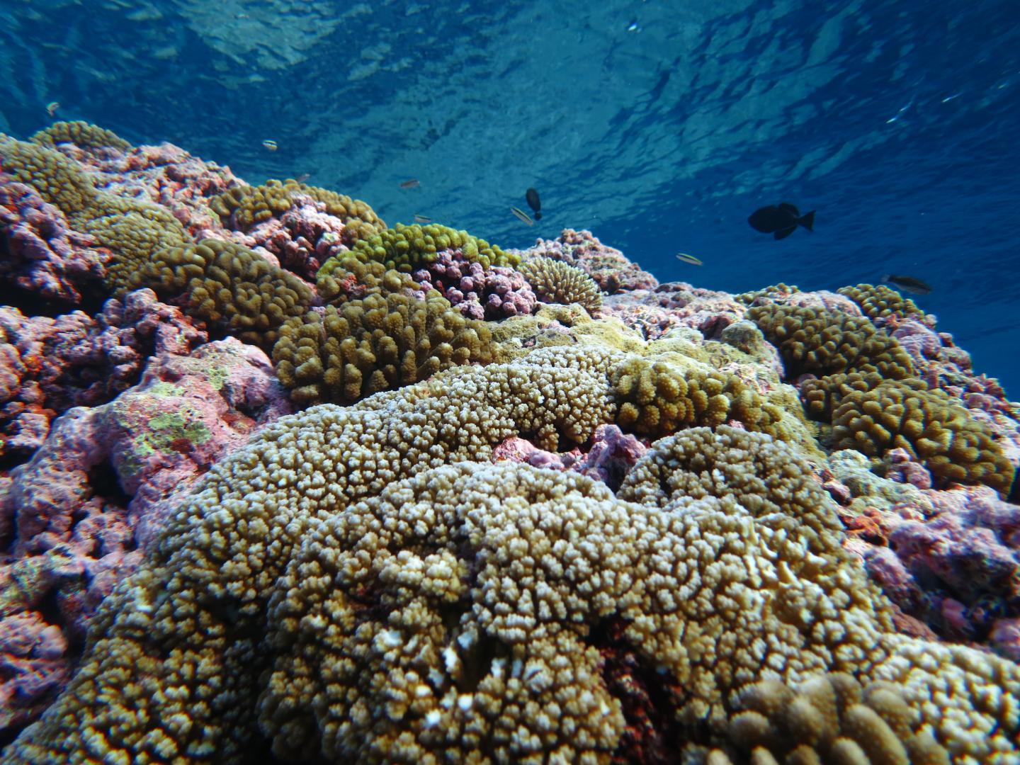Reef