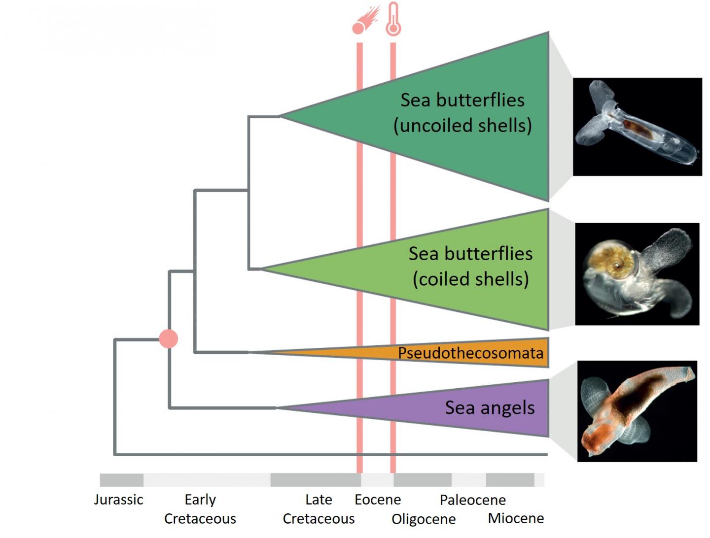 Evolutionary History of Pteropods