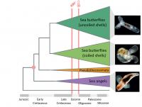 Evolutionary History of Pteropods