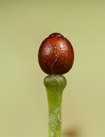 How Exploding Moss Launches Its Spores (8 of 9)