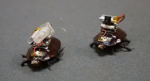 'Paraborg' cyborg paramedic cockroaches pair