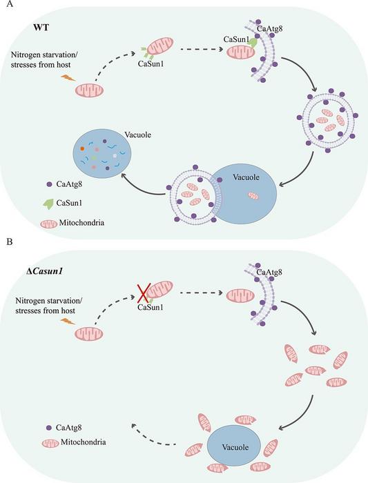 Proposed model of CaSun1-CaAtg8 function in nitrogen starvation-induced mitophagy.