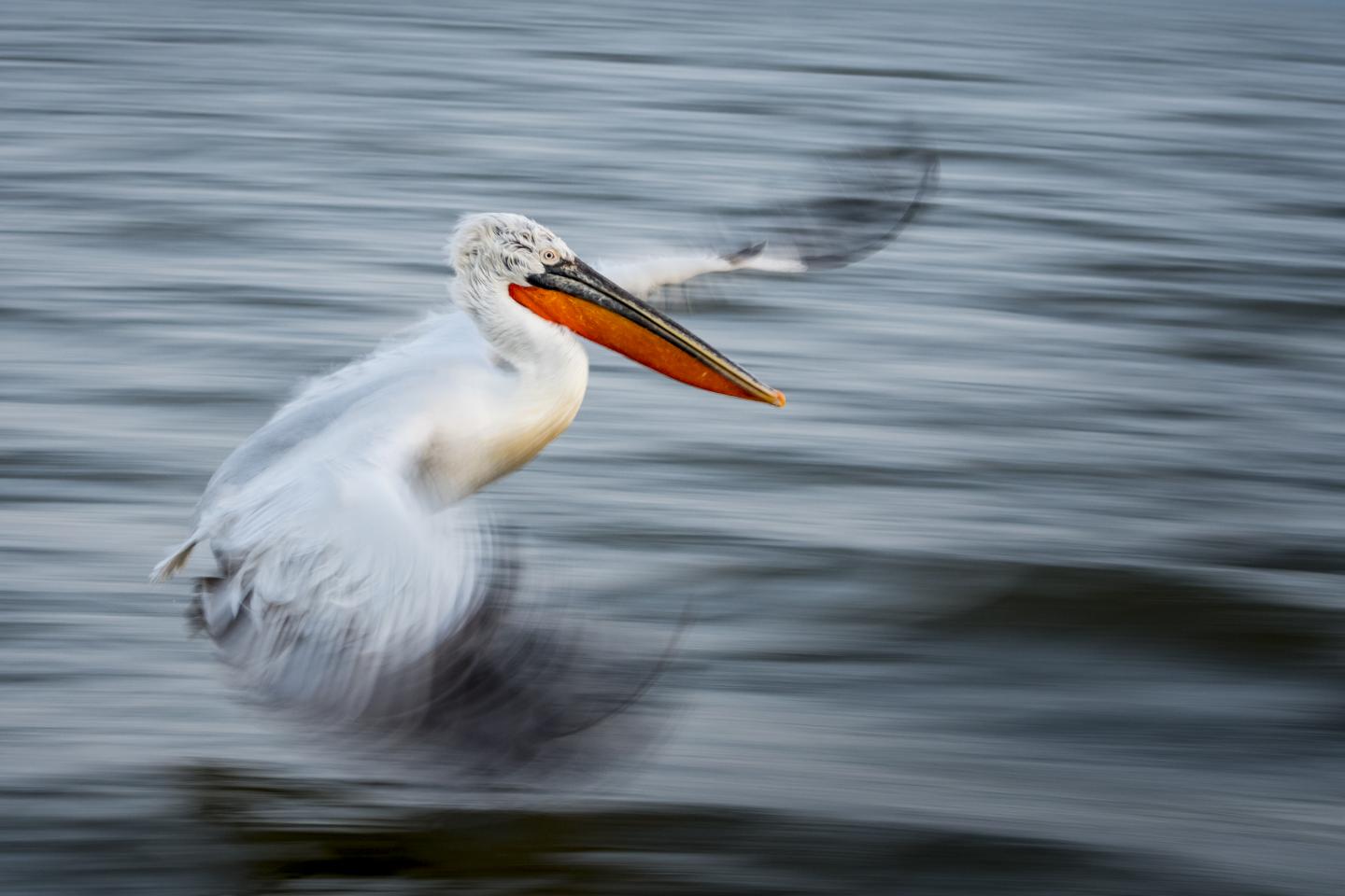 Overall winner: The art of flight