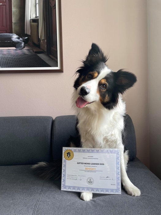 Genius Dog
