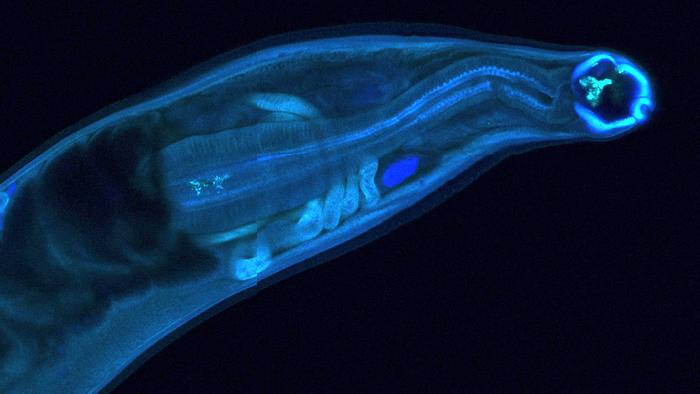 Mitreva_Hookworm_featured image