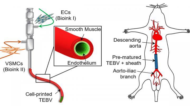 Triple-Coaxial Cell Printing Technology to Construct Biomimetic Tissue-Engineered Blood Vessels