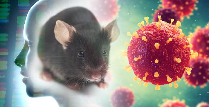 Mouse and Human Genetic Knockout Data Used to Identify Rare Disease Genes
