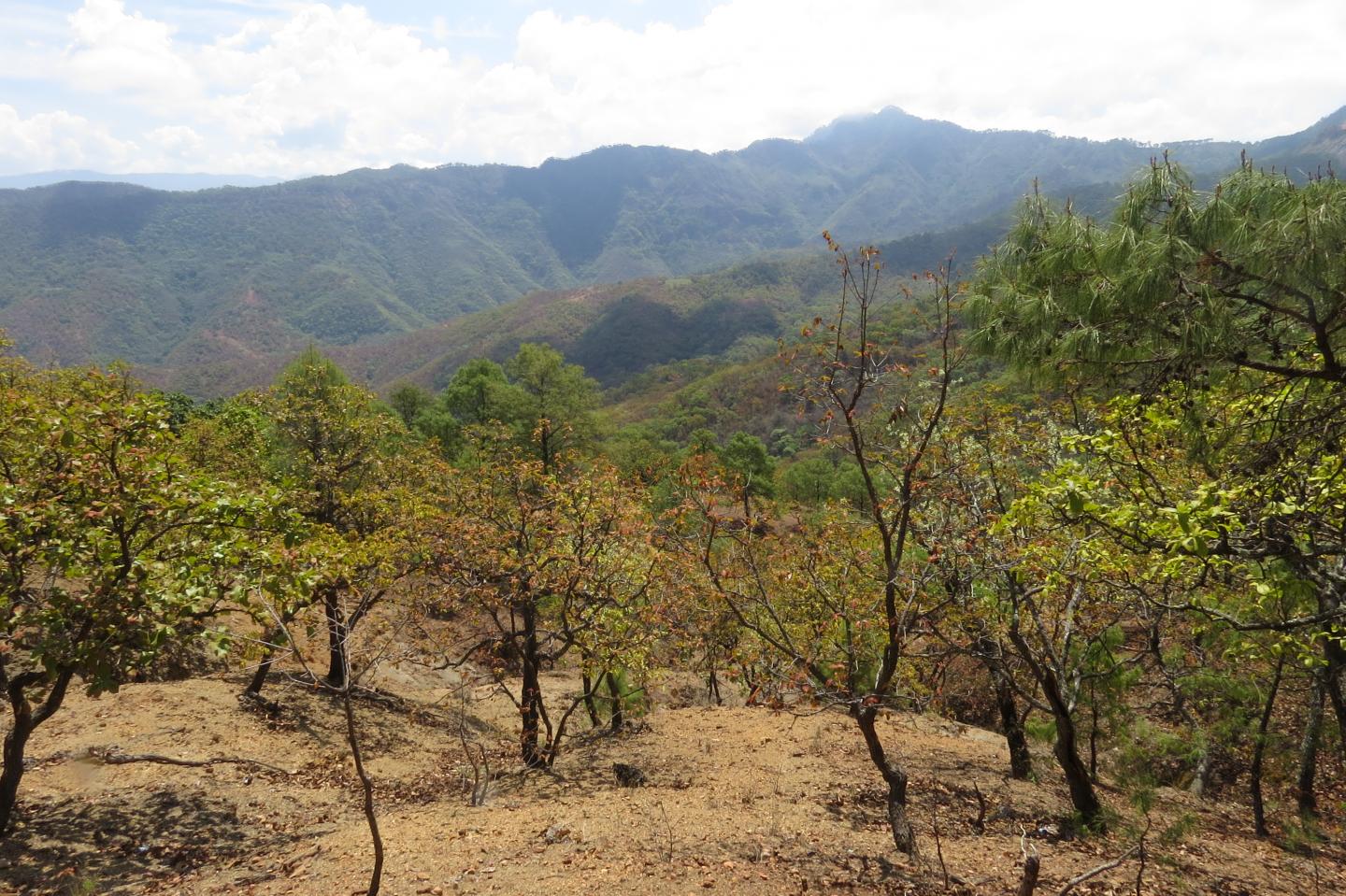 <i>Quercus resinosa</i> Growing in Durango, Mexico