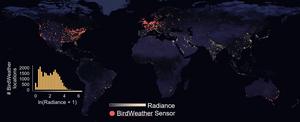 Bird calls and light pollution