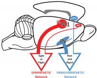 Two Nervous Systems