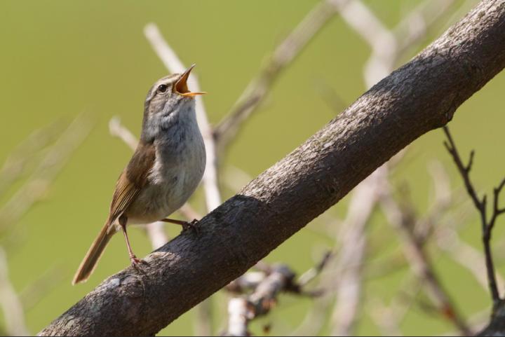 Japanese Bush-Warbler