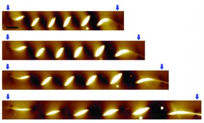 Nanocoil Stretching