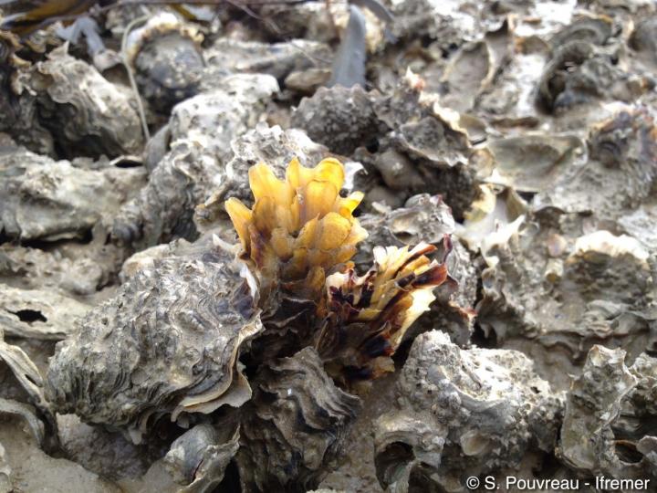 Oyster
