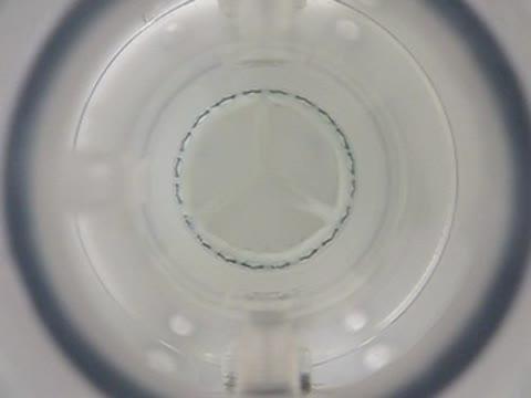 Growing Life-Like Heart Valves, Thanks to Help from Computational Modeling (2 of 3)