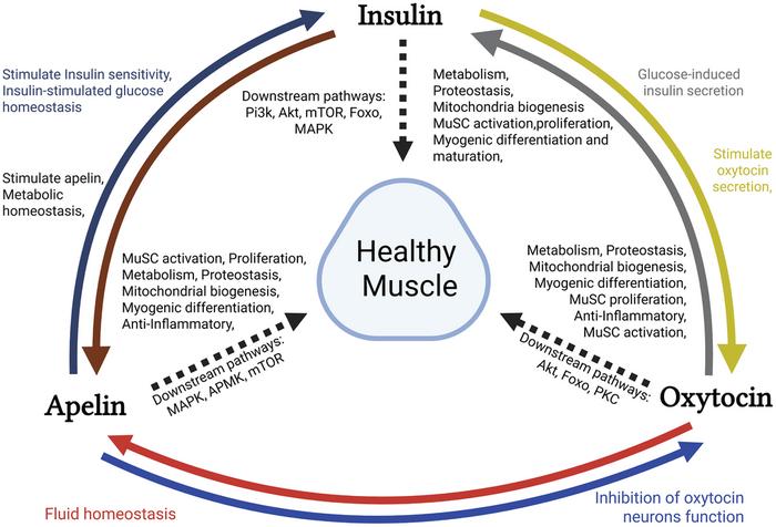 Hormonal dimorphism in sarcopenia disease