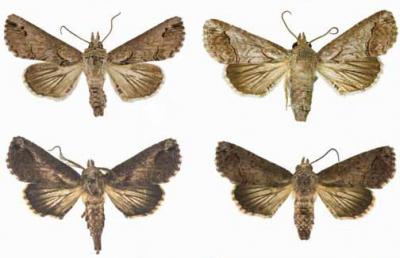 <i>Paectes</i>