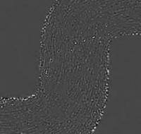 Formation of Biofilm Streamers (2 of 2)