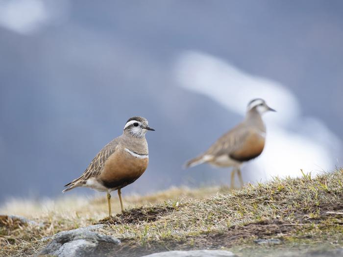 Eurasian Dotterels (Eudromias morinellus) are a socially polyandrous species: females compete to win the attention of a male, but typically leave soon after laying their clutch of eggs to find another breeding partner.