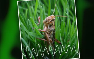 Locust