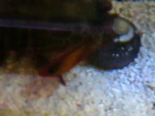 Peacock Mantis Shrimp Hammers Away Without Fail (4 of 7)