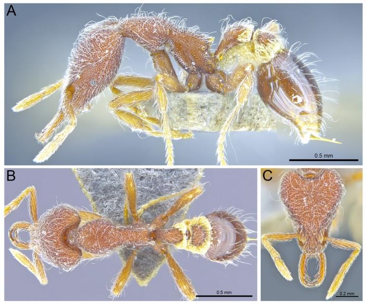 <em>Strumigenys hirsuta</em>