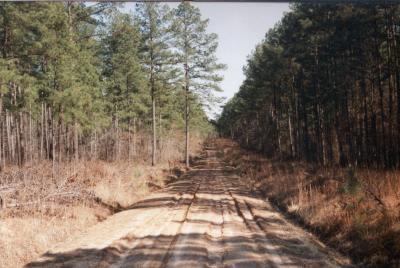 World's Forests Continue to Gobble up Carbon (2 of 8)