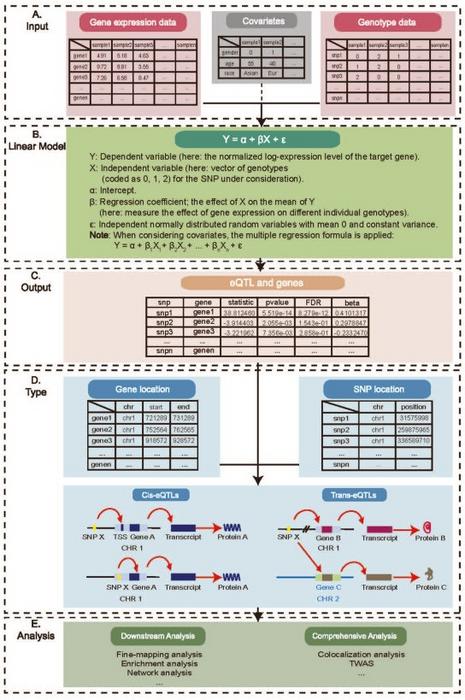 Workflow for eQTL identification and analysis
