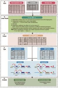 Workflow for eQTL identification and analysis