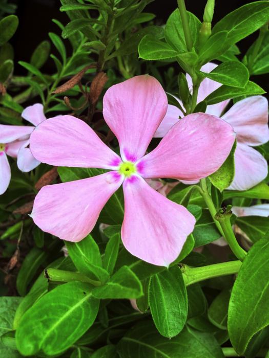Periwinkle