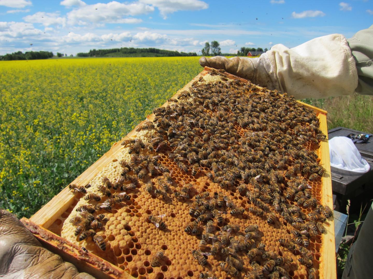 Checking the Colony Strength of Honey Bees Next to a Rape Field