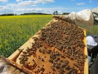 Checking the Colony Strength of Honey Bees Next to a Rape Field