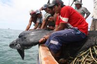 Turtle Bycatch