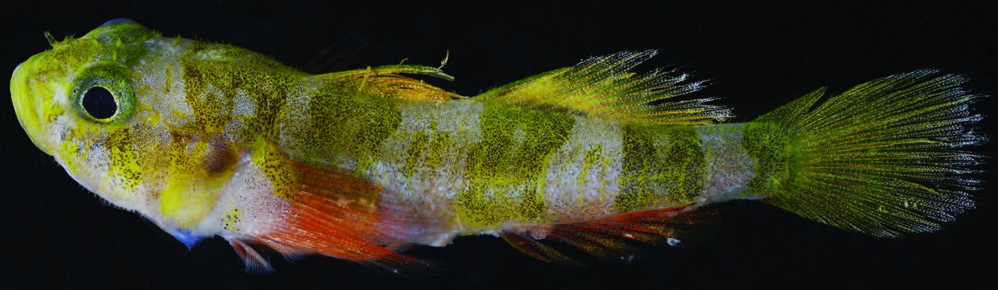 The New Godzilla Goby Fish 2