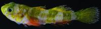 The New Godzilla Goby Fish 2