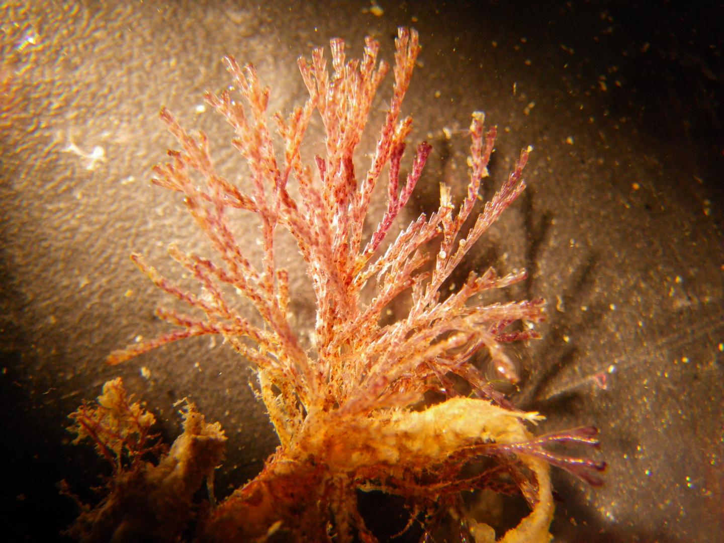 Bugula neritina