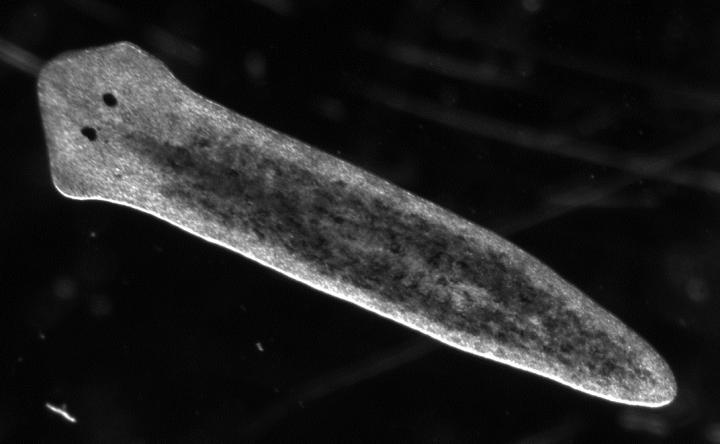 Asexual Flatworm