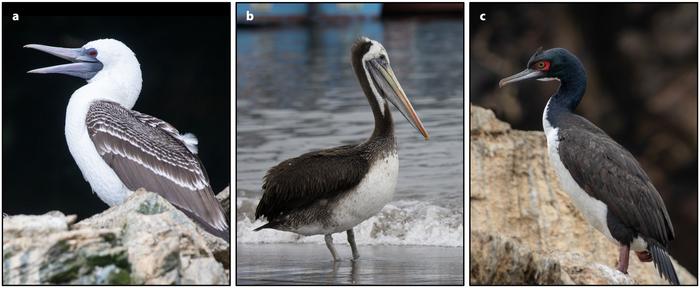 Seabirds shaped the expansion of pre-Inca society in Peru