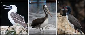 Seabirds shaped the expansion of pre-Inca society in Peru