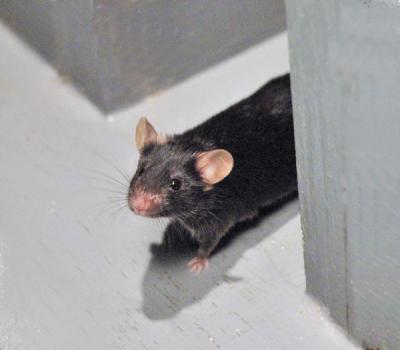 Mouse at Decision Point in T-Maze