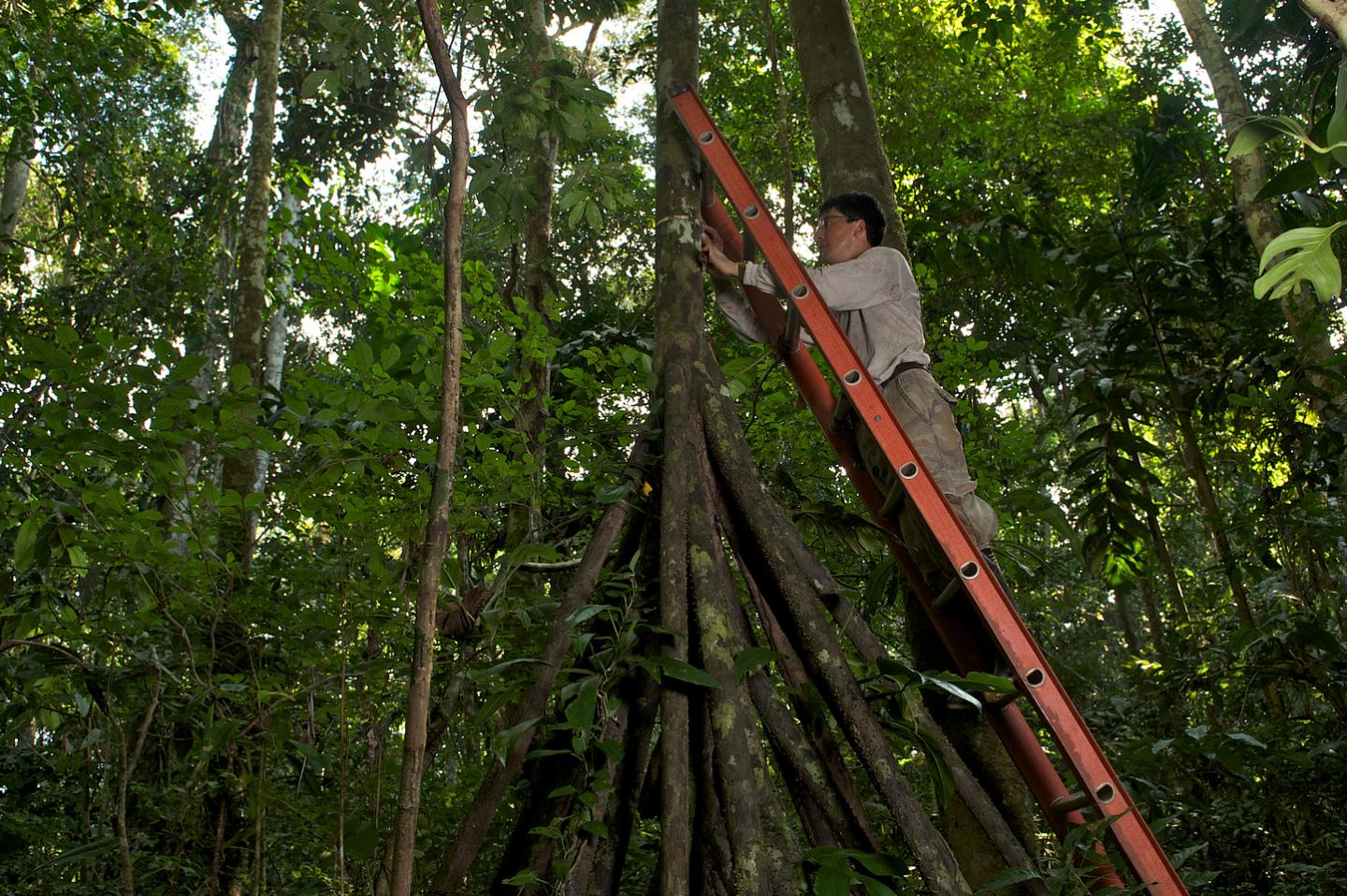 Researchers Measure the Trees Diameters across Brazil, Peru and Bolivia