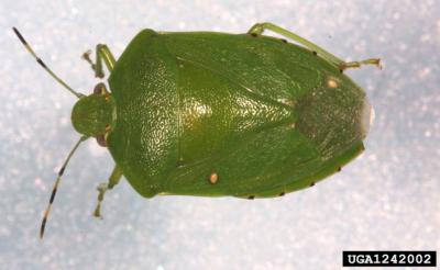 Green Stink Bug