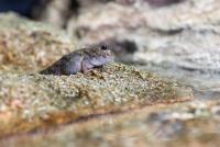 Mudskipper