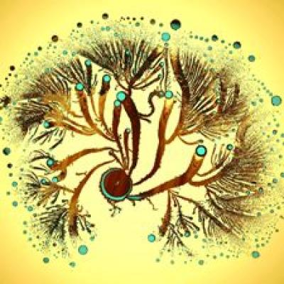 Paenibacillus Vortex Bacteria