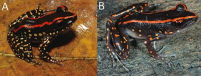 Same Frog -- Not!