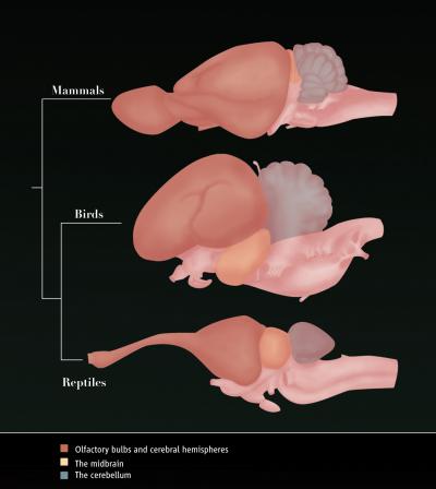 Sniff Sniff -- Smelling Leads to Smarter Mammals (8 of 8)