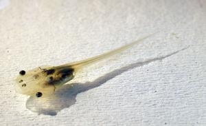 An African clawed frog tadpole, the subject of the study