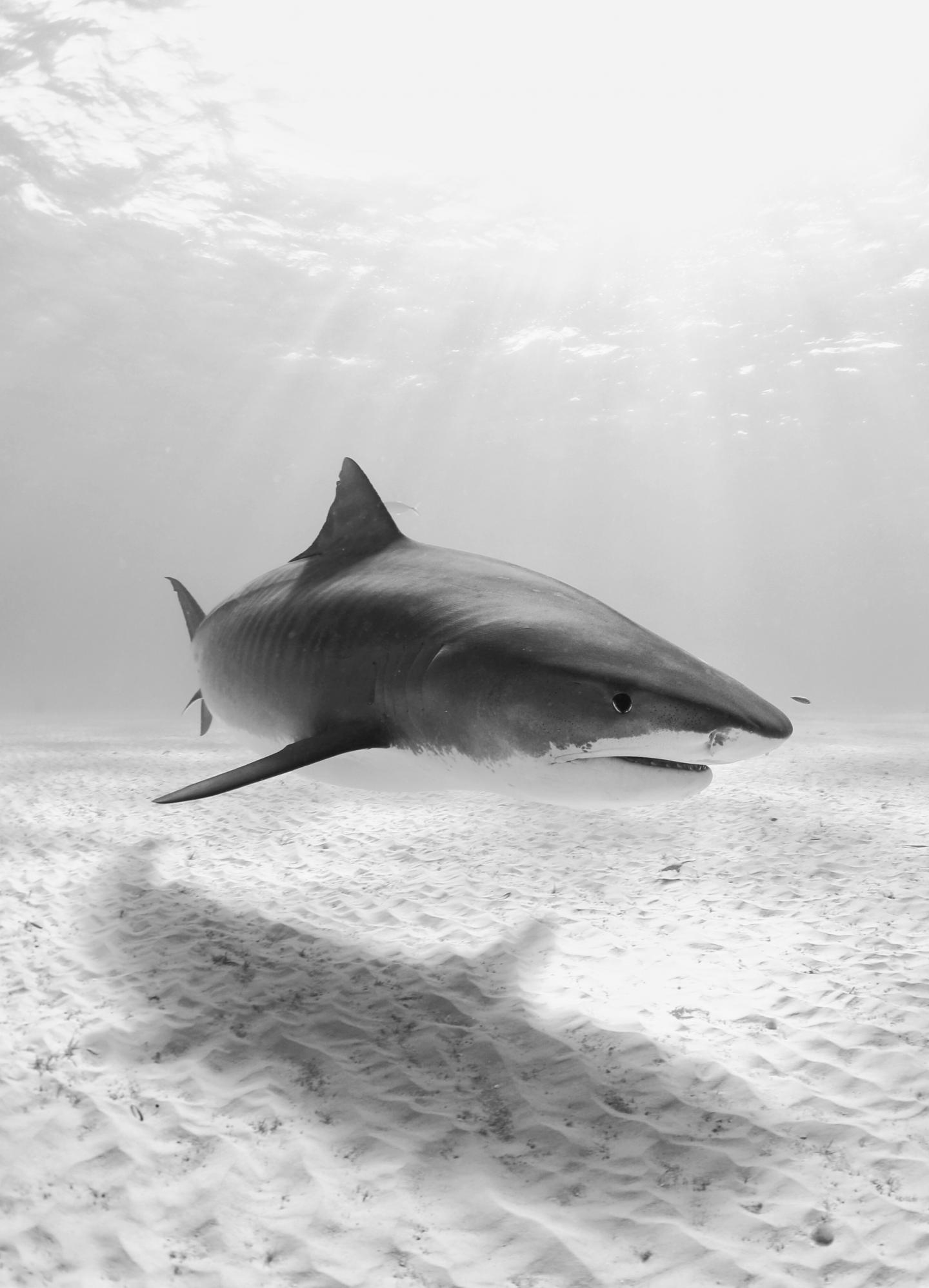 Tiger Shark