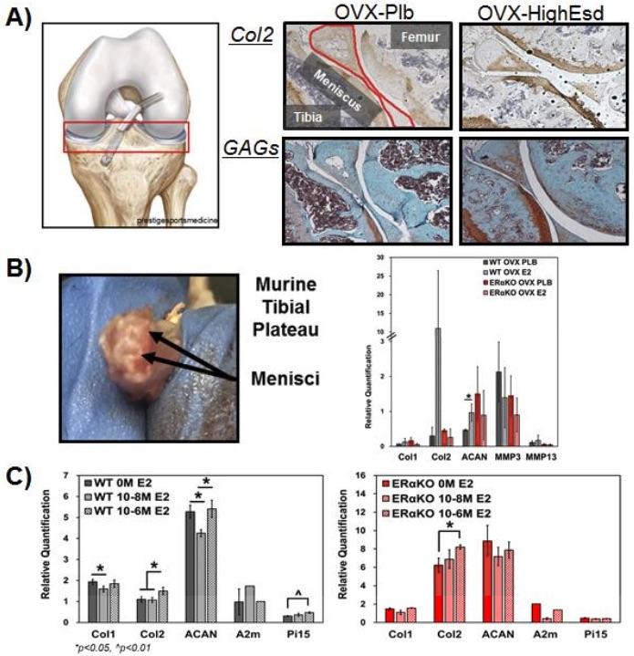Estrogen Promotes Increase in Cartilaginous Markers