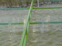 Clear Cylindrical Enclosures